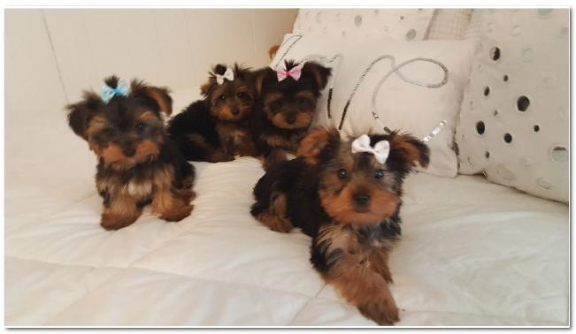Your original photo of four previously sold Yorkie puppies