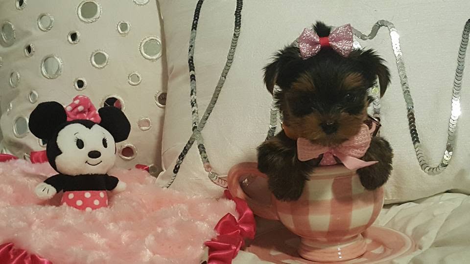 Yorkshire Terrier puppy, sold