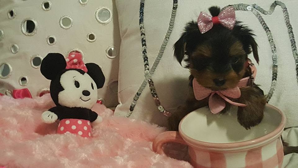 Yorkshire Terrier puppy, sold