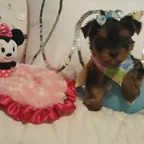 Yorkshire Terrier puppy, sold