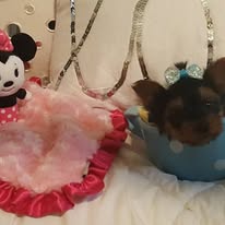 Yorkshire Terrier puppy, sold