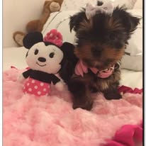 Yorkshire Terrier puppy, sold