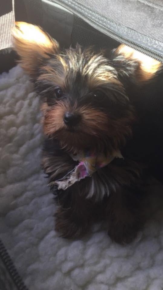 Yorkshire Terrier puppy, sold