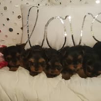 Group photo of our past Yorkie puppies